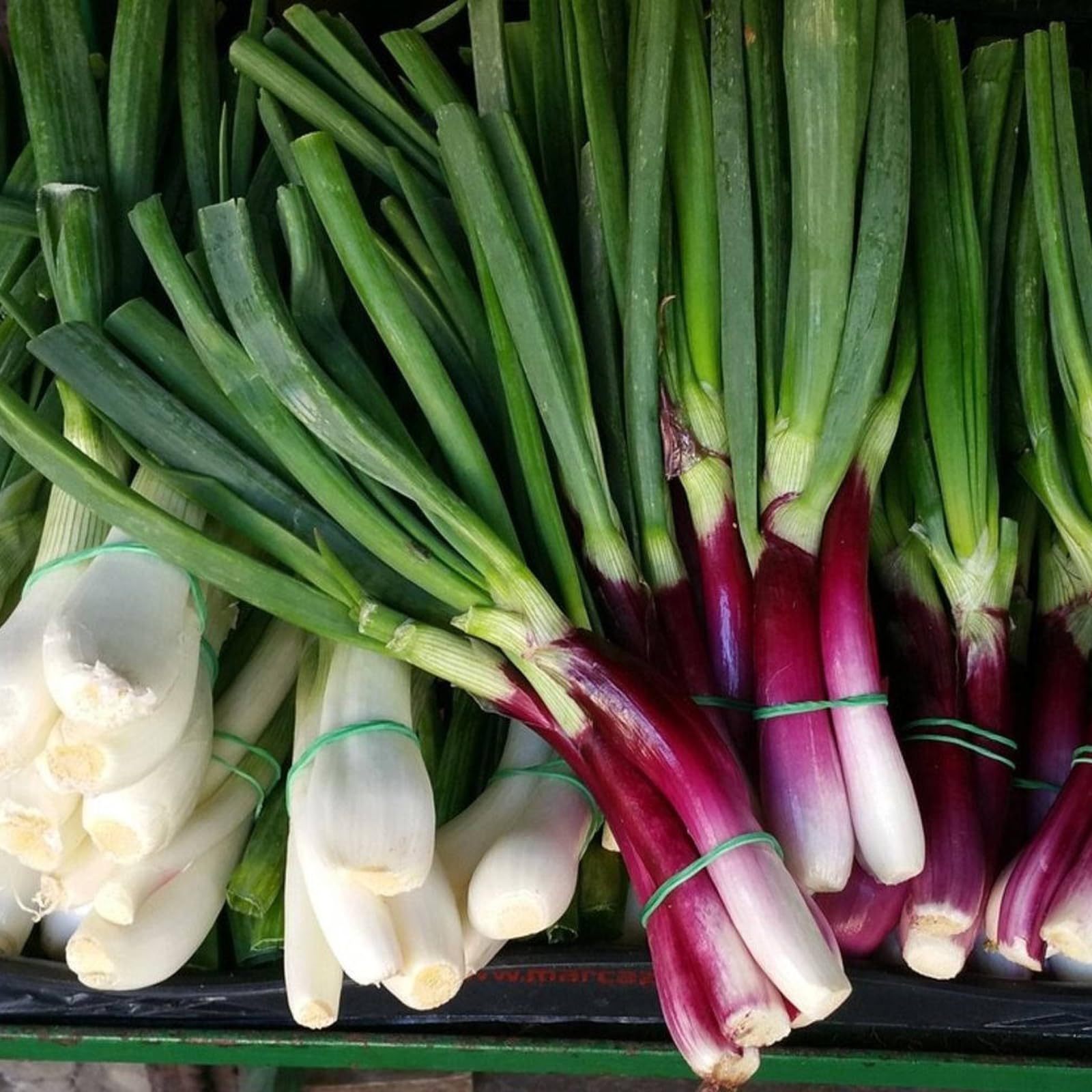Carbeth Plants Spring Onion Vegetable Plant 6 Pack - Garden Ready Easy to Grow Veg Plants - Ideal for Kitchen Garden, Pots, Containers & Raised Beds (2, Mixed)