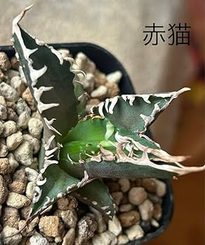 【将来有望株】アガベ チタノタ レッドキャットウィーズル 抜き苗 レッドキャットウィーズル13 | trigger