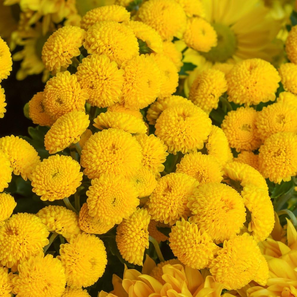 Feverfew Golden Ball Seeds - Chrysanthemum parthenium fl.pl. Goldball -