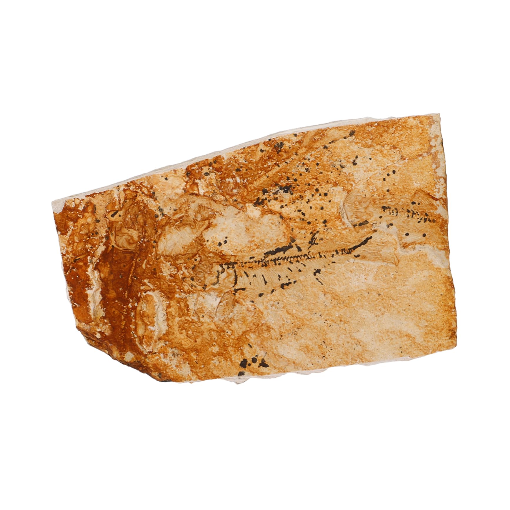 Wolf-finned Fish Sea Creature Specimen Decoration Sea Creature Specimen for Science Paleontological Fish Specimen Paleontological Sea Creature Decor Fish Specimen Decor HEALLILY