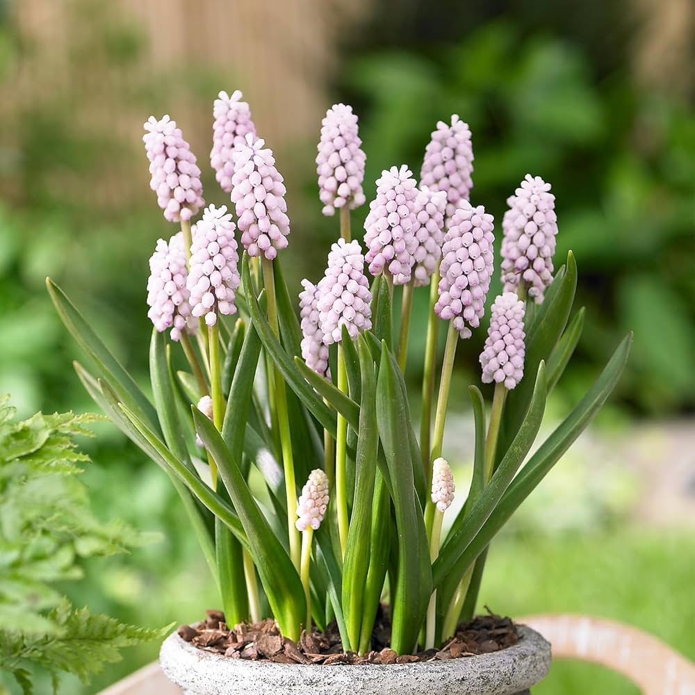 Amazon | ムスカリ ピンクサンライズ 球根 10球 はなみどり | 球根