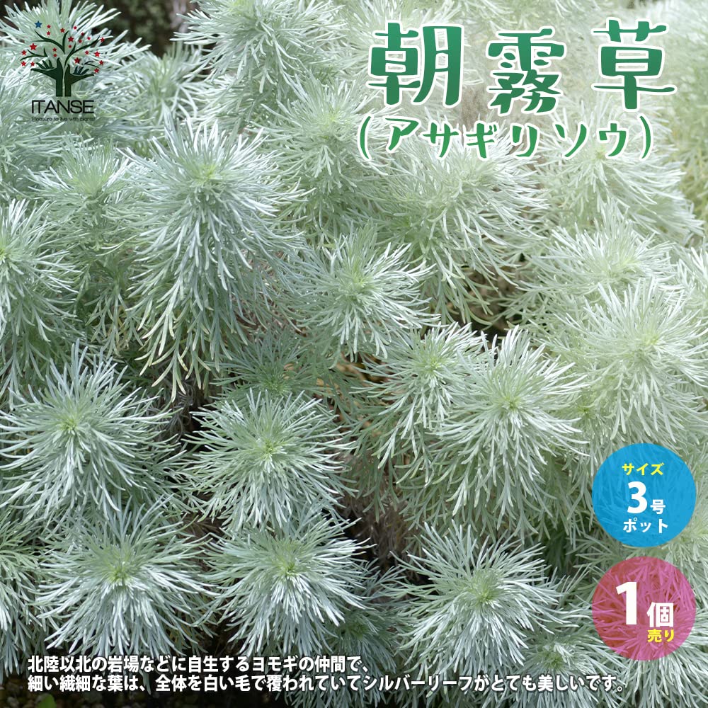 朝霧草さん専用 ノーマルカード以外 Amazon.co.jp: ITANSE 朝霧草(アサギリソウ) 3号 1個売り【品種