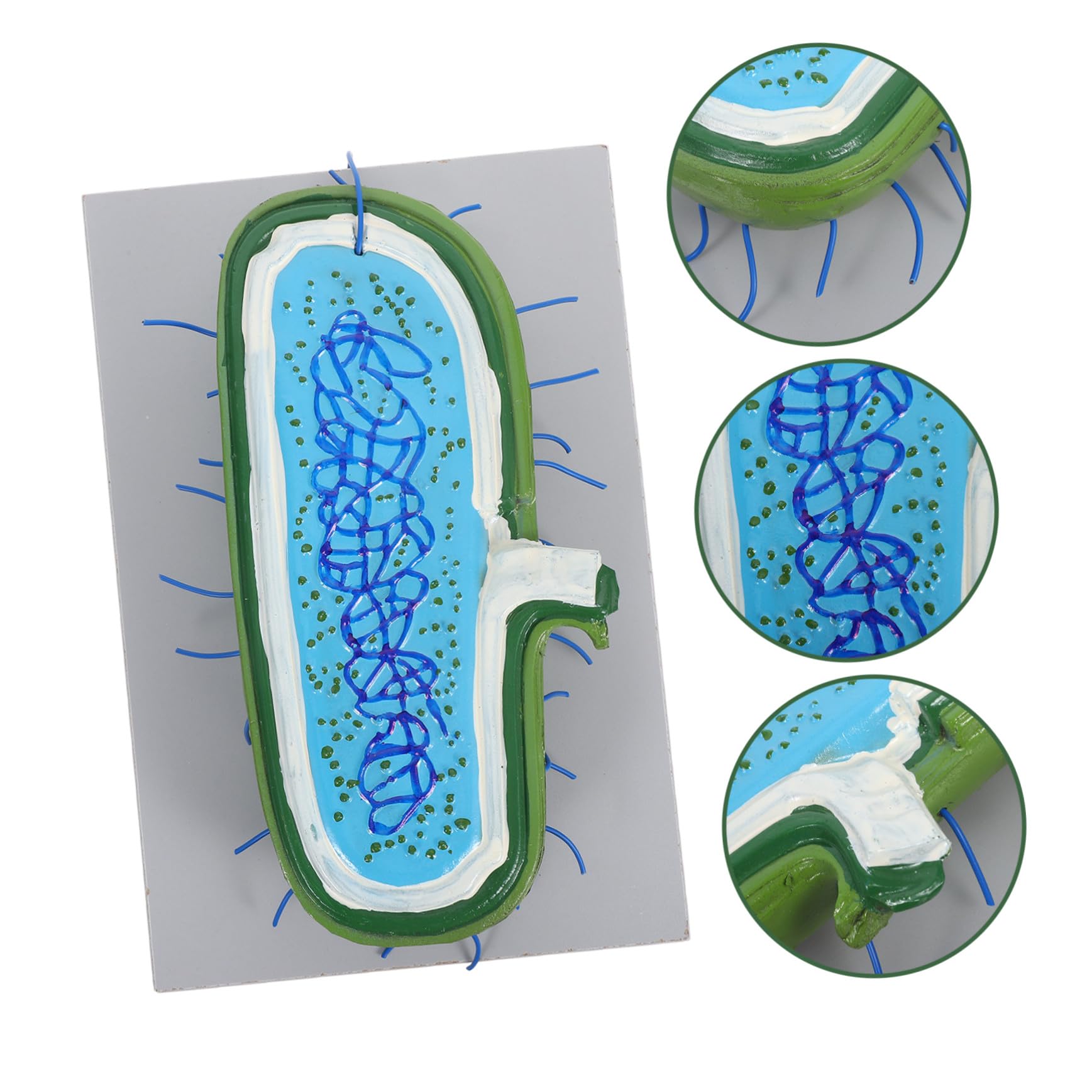Anatomisches Zellkernmodell aus Kunststoff als Bildungsmodell | 3d-gewebekultur, Detaillierte Zellorganellen Darstellung, für Biologieunterricht und Schüler