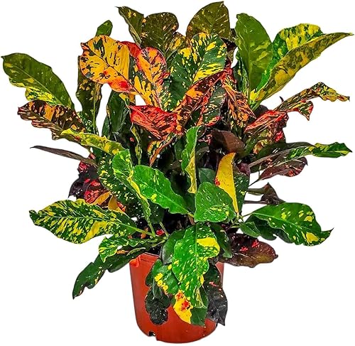 Plantas Croton (Magnífica, Maceta de Vivero de 3 Galones10)