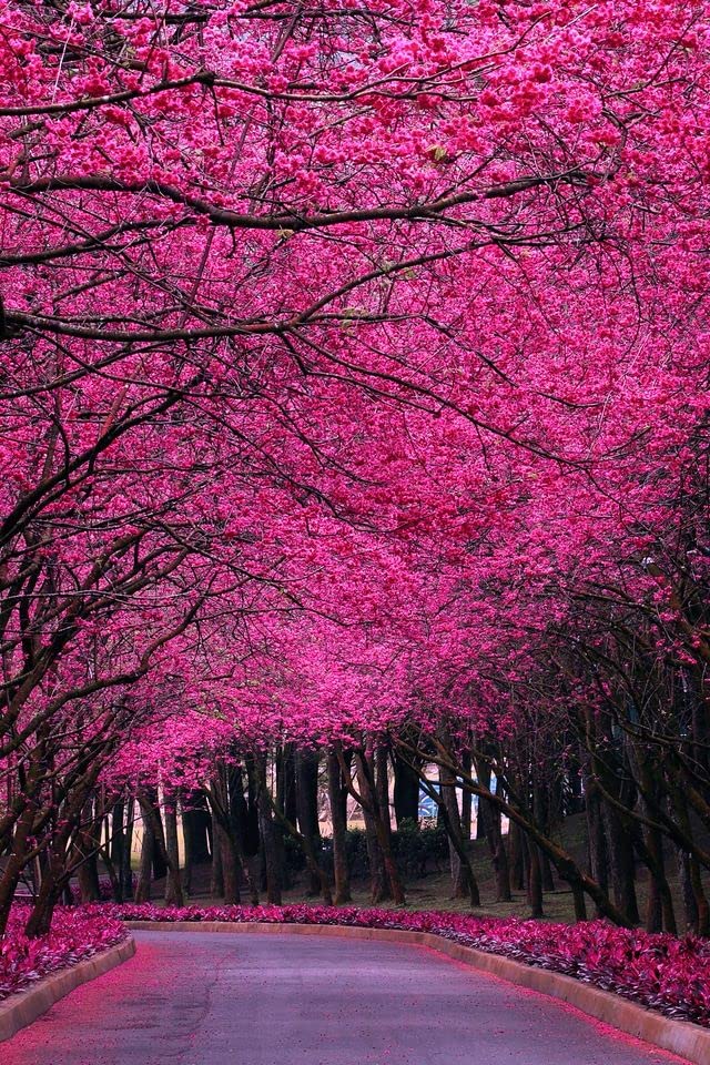 Amazon.com: Generic 20pcs Jacaranda flowerSeeds Thick Pink