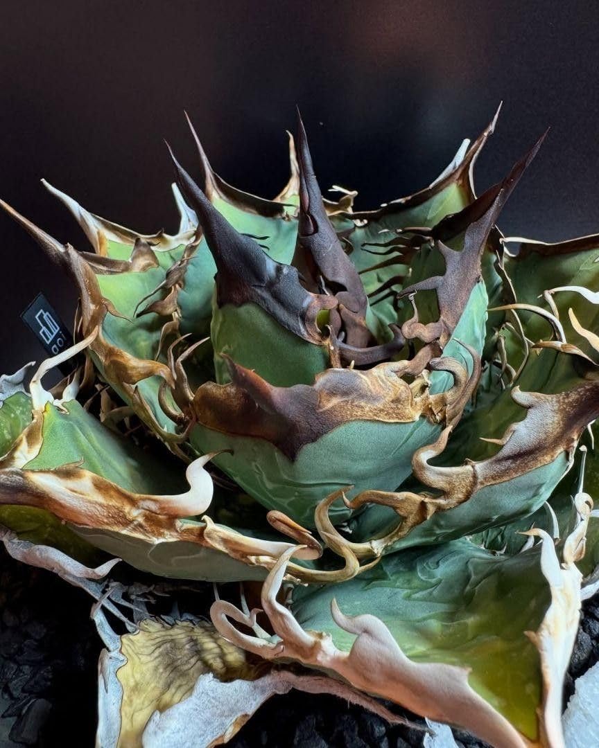 Amazon.co.jp: AC75多肉植物 アガベ チタノタ 台湾 黑曼巴 強棘 : DIY