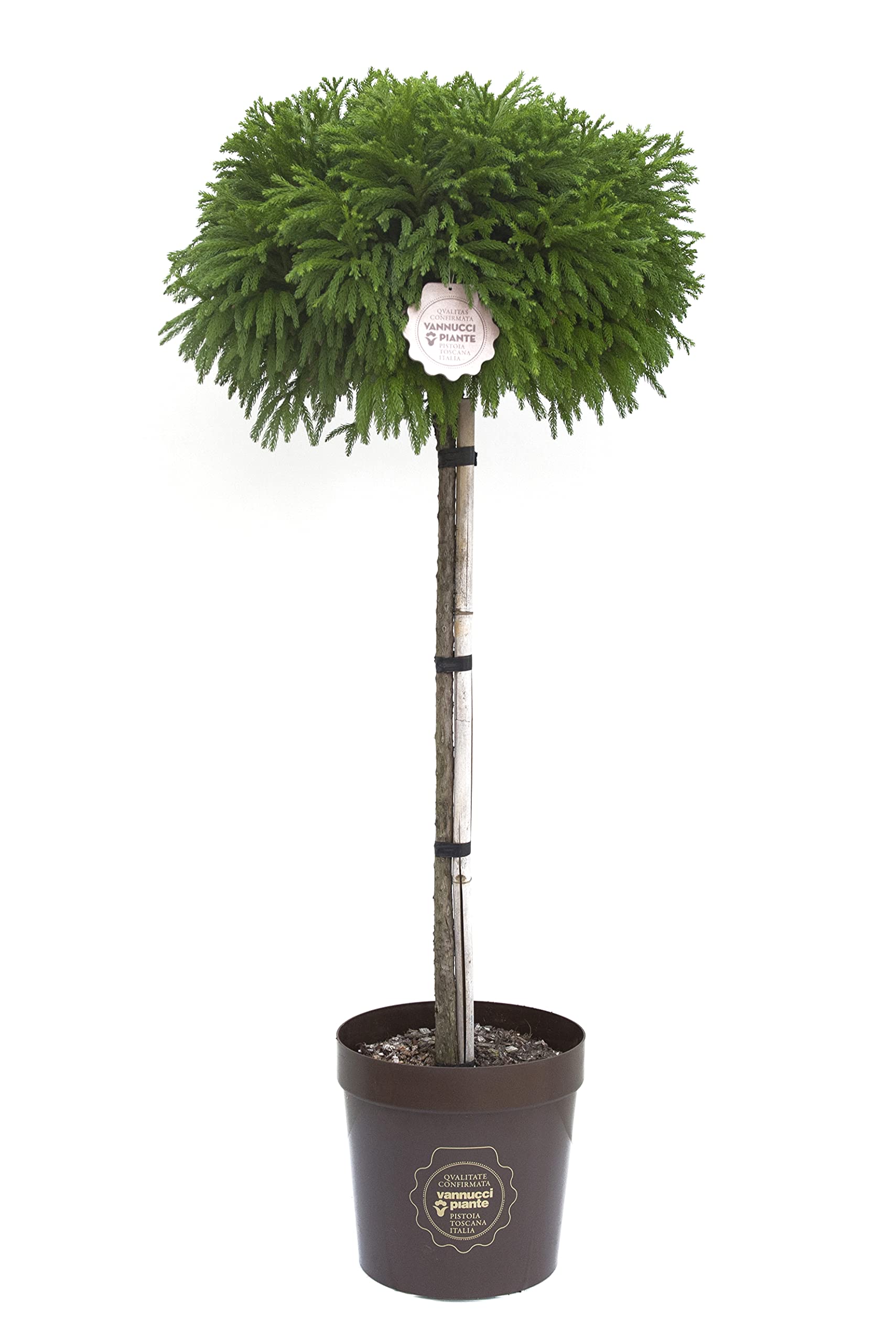 Vannucci Piante - Cryptomeria japonica 'Globosa Nana', Mezzo fusto, Pianta vera in vaso, Pianta da terrazzo (cod. 15)