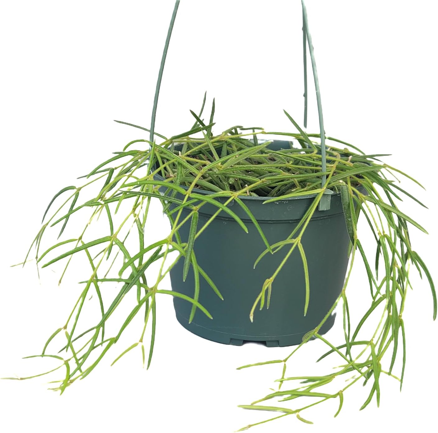 Hoya Linearis Live Plant in 6” Hanging Pot – Rare Trailing Houseplant with Fuzzy Foliage - Hoya Plants Live Houseplants - Air Purifying Plant - Ships from CA (6" Hanging Pot, Short)