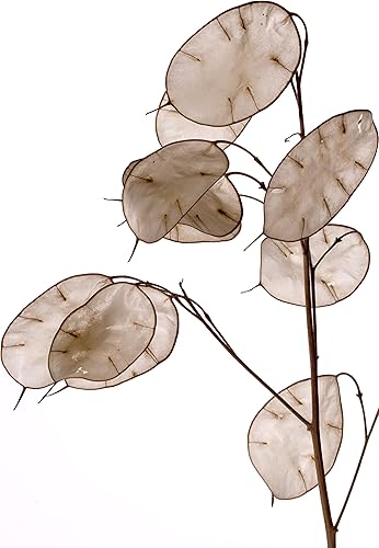 Miniatura 6 de Smoke Camp Crafts Semillas orgánicas de plantas de dinero (Lunaria Annua Violet) 25 semillas (0.02 oz) - Honesty, Moneywort, Moonwort, Silver Dollar