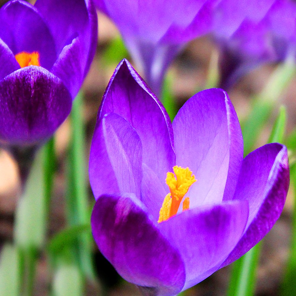 Gardeners Dream Elfenkrokus Zwiebeln Tommasinianus 'Ruby Giant' (500 Stk.) - Krokusse Blumenzwiebeln Mehrjährig Winterhart - Krokus Zwiebeln zum Pflanzen - Pflanzen Garten Frühblüher Zwiebeln