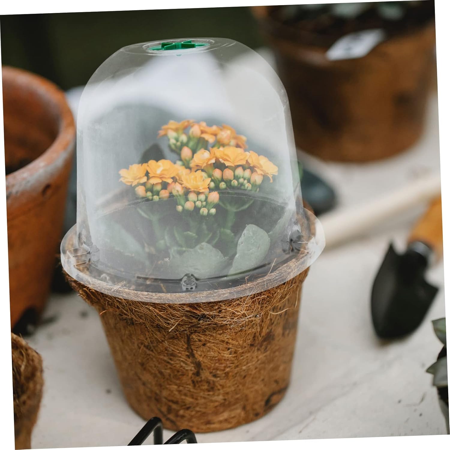 Plant Covers for Freezing Weather Plant Protectors for Winter Gardening
