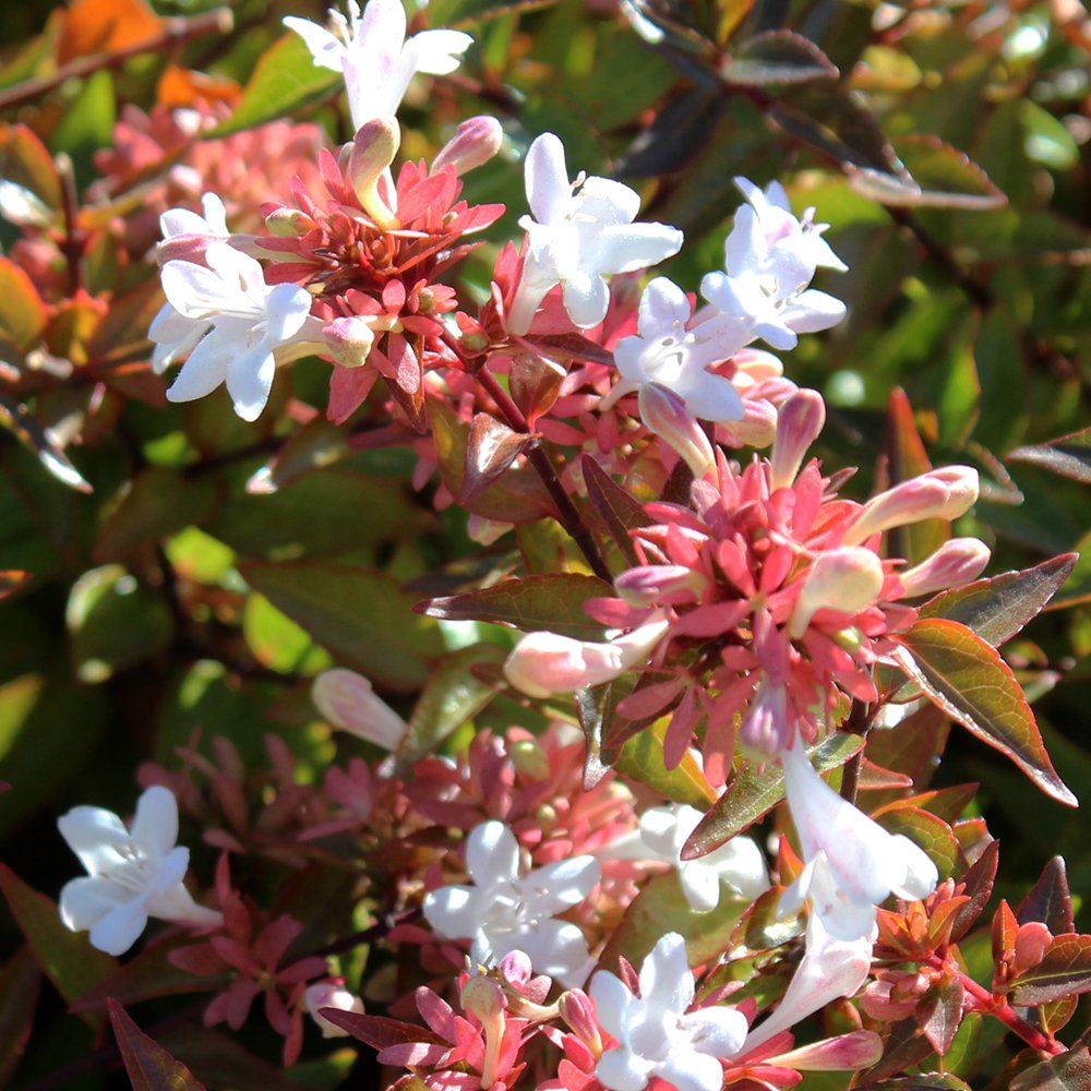 Abelia x grandiflora 3.6 Litre Pot x 1 (Glossy abelia)