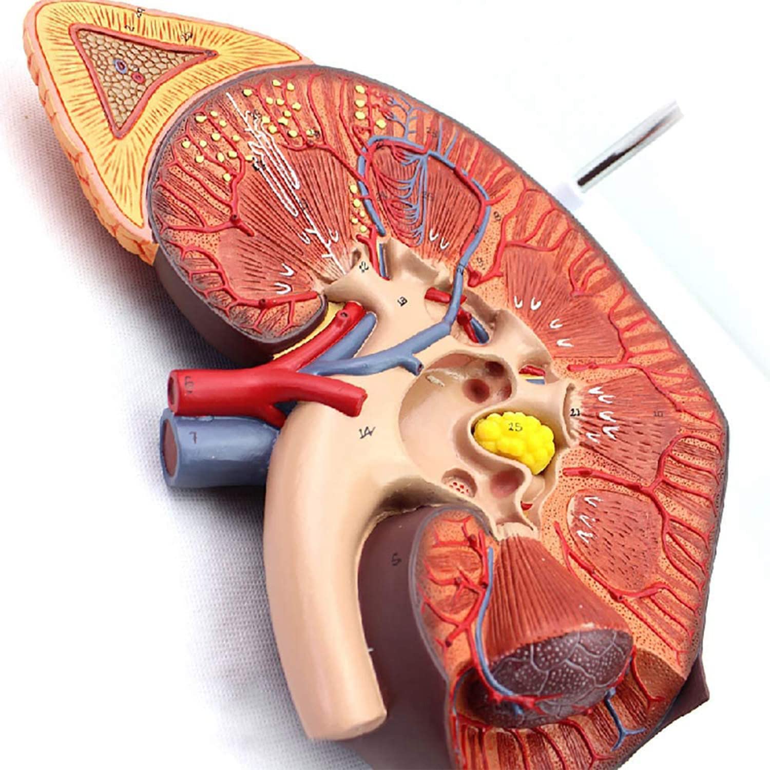 This Single Adrenal Gland Area Could Be Changing Your Life - j1yocja