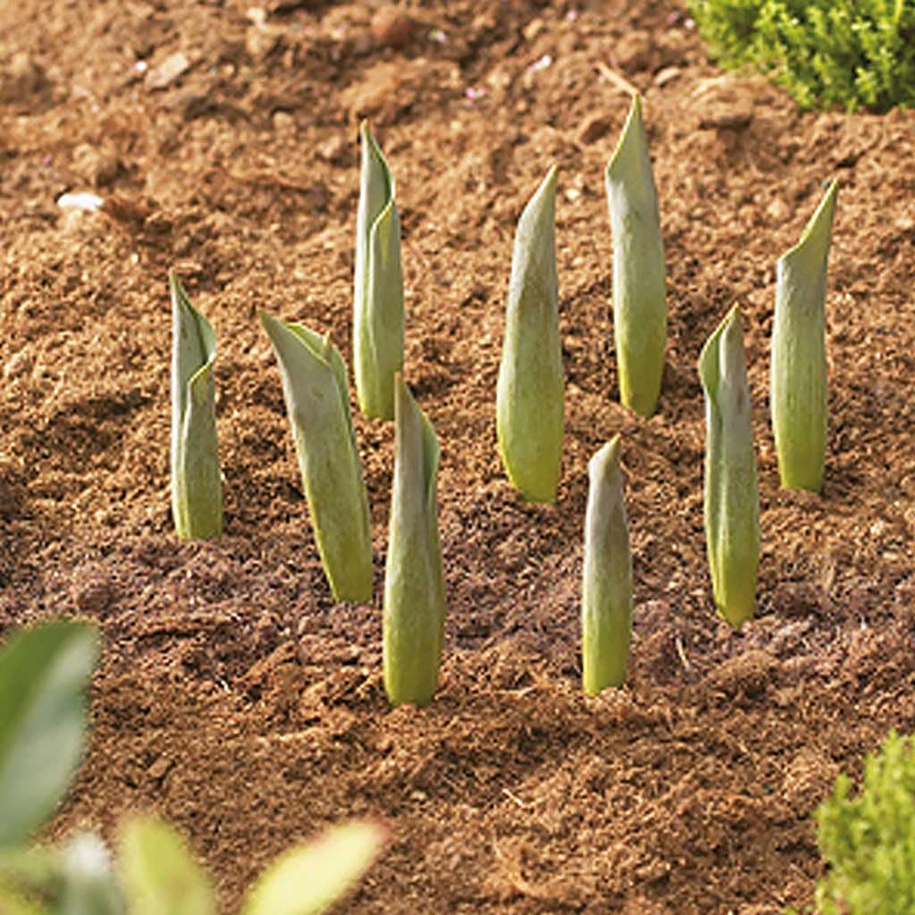 Bosmere Garden Care Round Bulb Baskets, Small (26cm), Pack of 3, N430