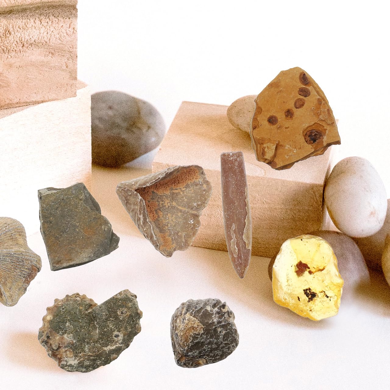 Baluue Juego de fósiles con 10 cajas de fósiles paleontológicos trilobita ámbar y piedra natural para coleccionistas de enseñanza científica y decoración