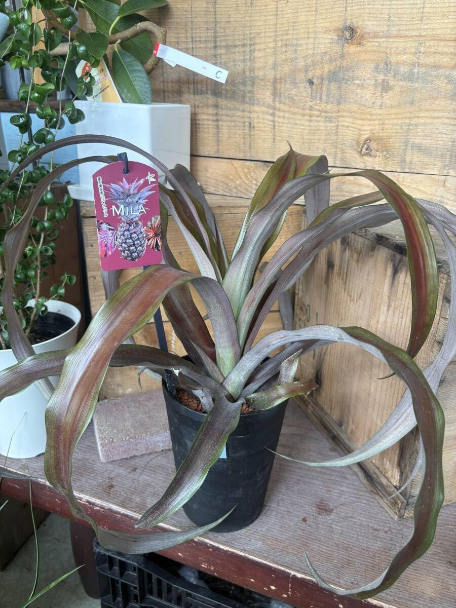 シッポゴケ 3枚 / ケース入り マット / 苔玉 苔庭 / MOSS 盆栽・苔玉