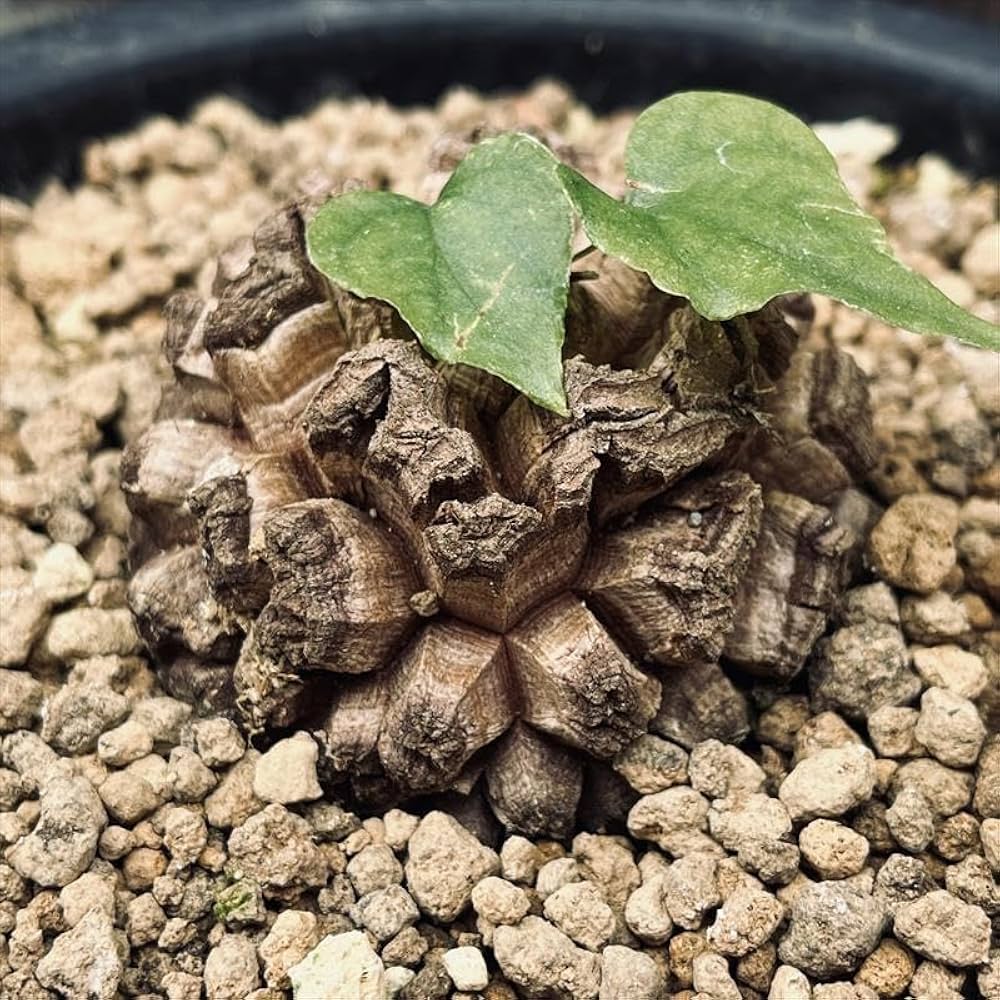 Amazon｜コーデックス：アフリカ亀甲竜*塊根幅6cm【現品をお届け