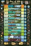 Eras of Life Geological Time Scale Educational Science Chart Poster 24 x 36