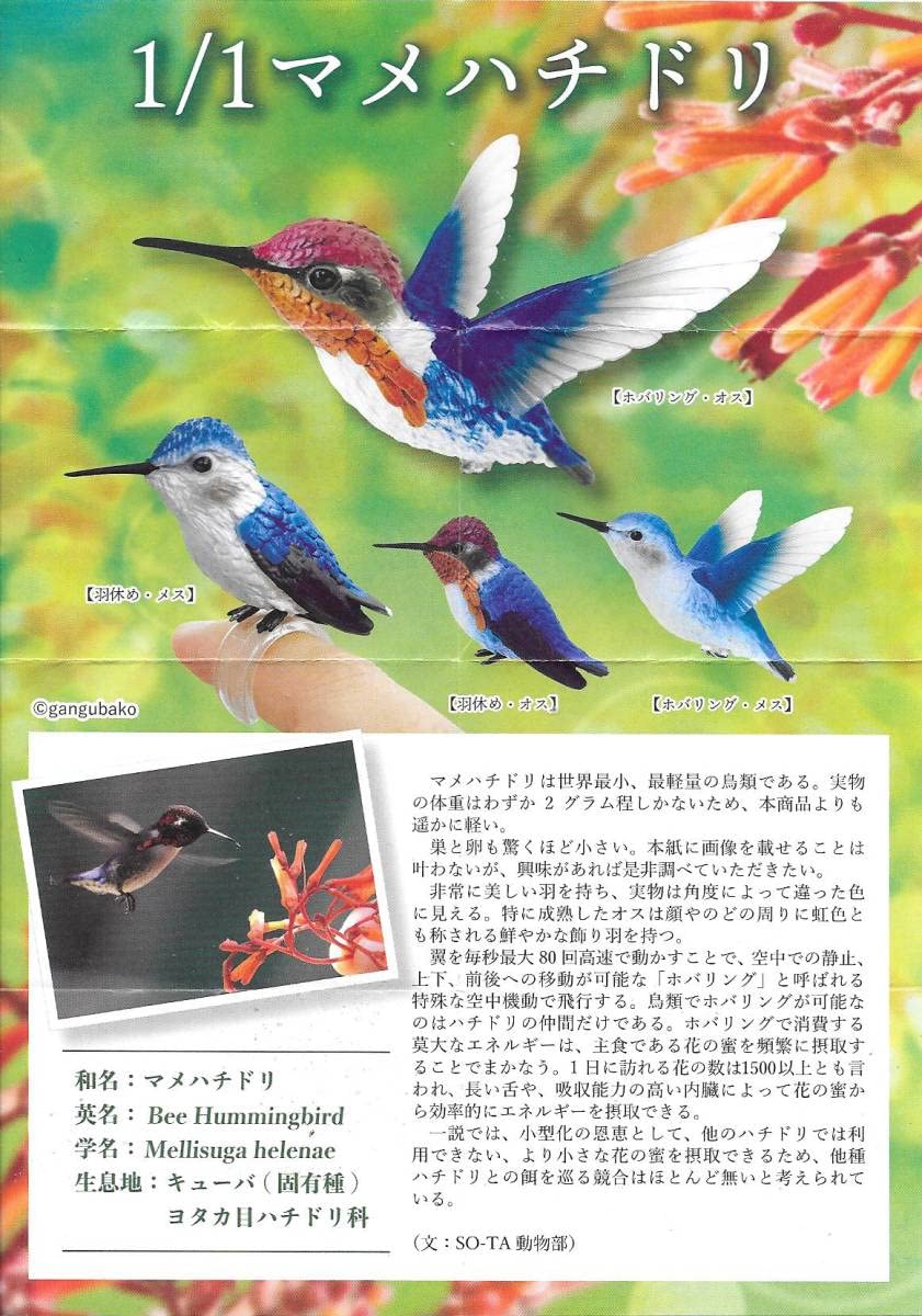 Amazon.co.jp: 1/1 マメハチドリ【全4種フルコンプセット】 豆蜂鳥