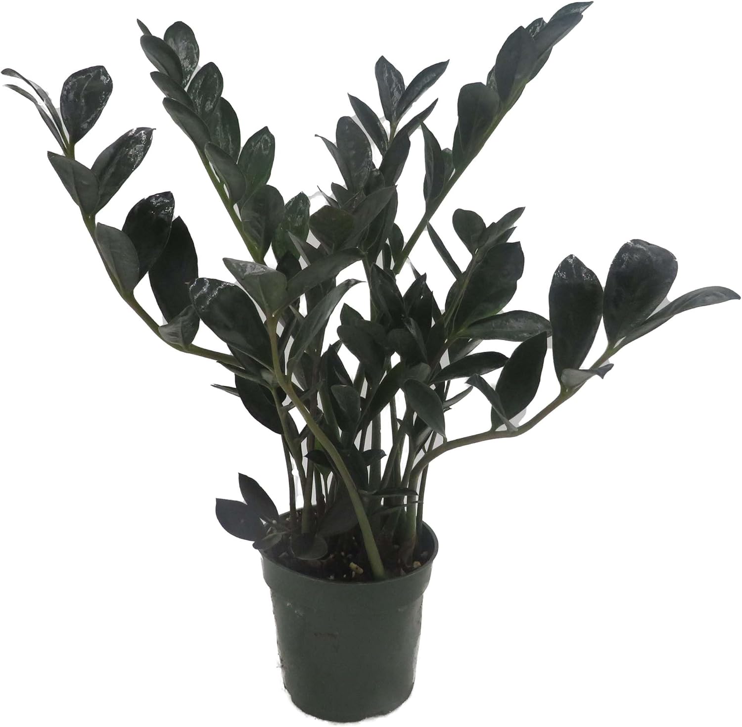 Rare Dwarf Black ZZ Plant - Zamioculcas Zamicro - 4" Pot - Houseplant