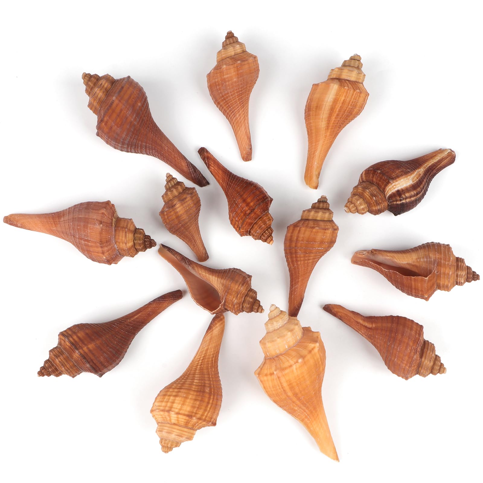 Jangostor 20 PCS+ Small Conch Shells Natural Sea Shells, 2"-3" Ocean Conch Shells Small Sea Shells for Crafts Wedding Decor Beach Theme Party, Fish Tank and Vase Filler