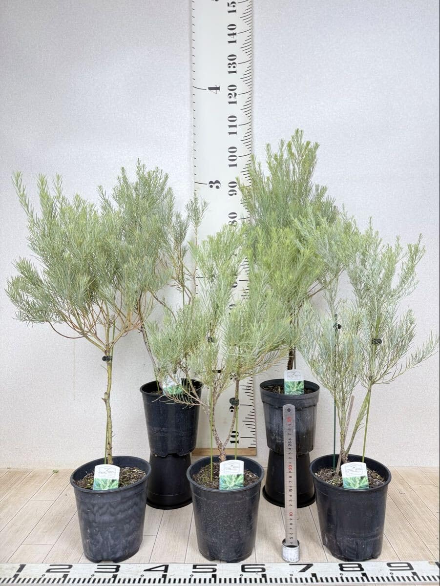 値下げしました！ベンジャミン （シタシオン ）2.4m10号 現品 23区送込み 値下げしました！ベンジャミン （シタシオン ）2.4m10号 現品 23区送