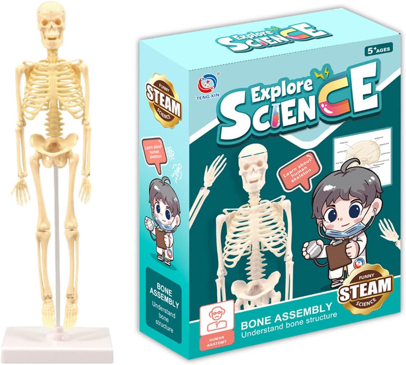 Human Skeleton Model For Kids, Full Body Human Skeleton Model, Mini Human Skeleton Model For Anatomy, Human Skeleton Model With Movable Arms And Legs Educational Props