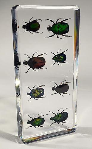 Miniatura 390 de Escarabajo de algodoncillo azul cobalto real de 1.732 in en espécimen de resina de lucita cristalina, insectos, insectos preservados, colección