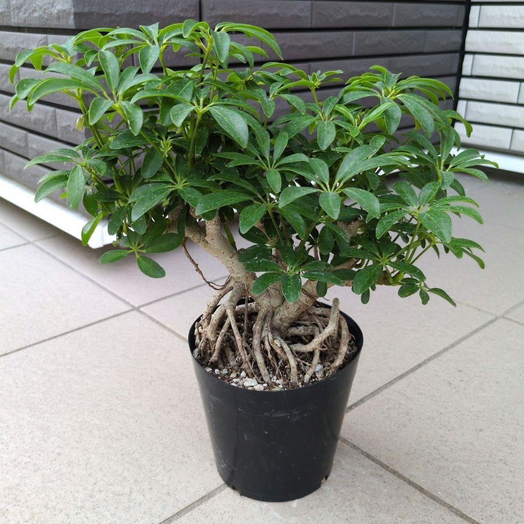 スワロフスキー　親子パンダ スワロフスキー ☆ 限定 PANDAS 親子パンダ クリスタル オブジェ