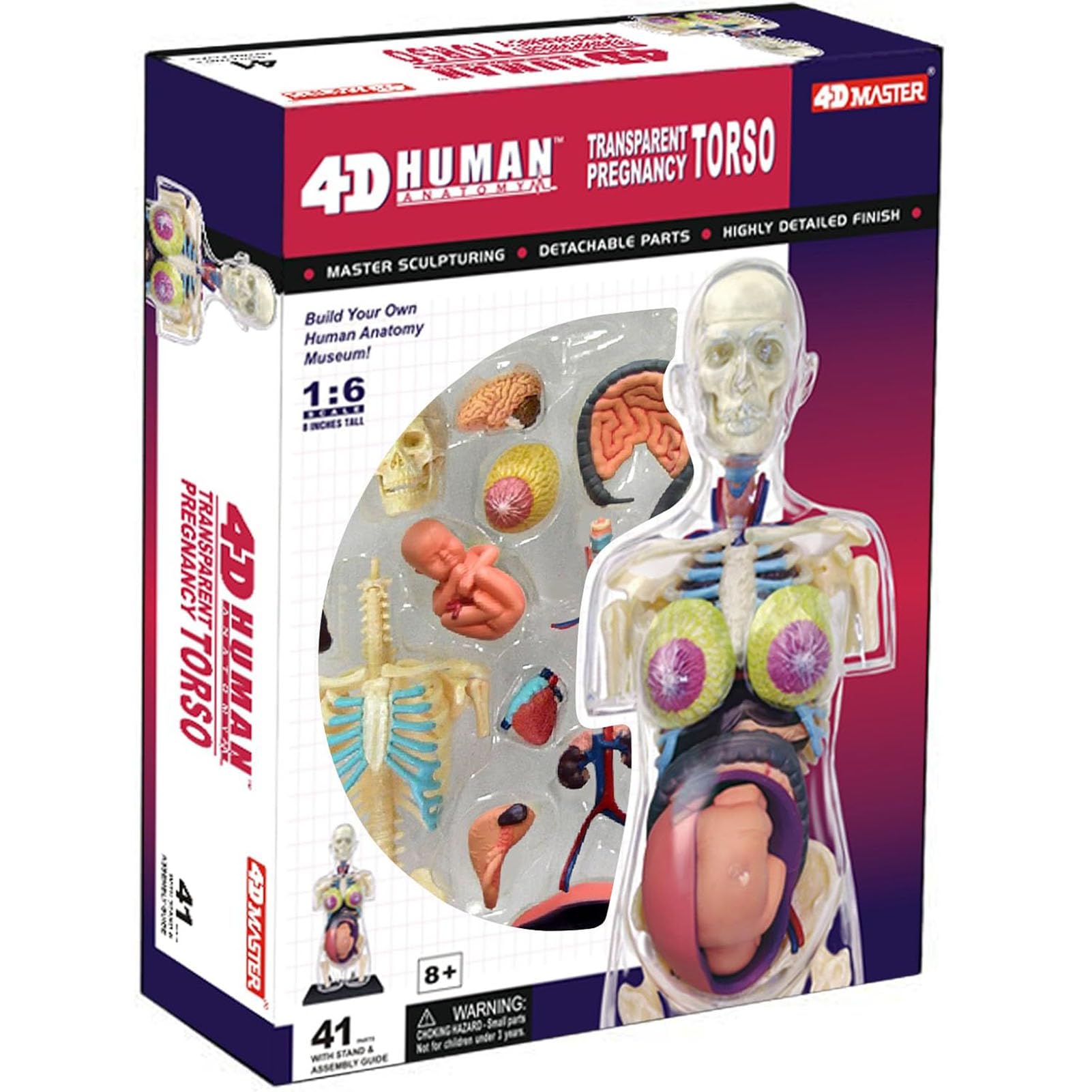 Modèle de torse transparent 4D AMITD avec 41 pièces amovibles pour l'anatomie