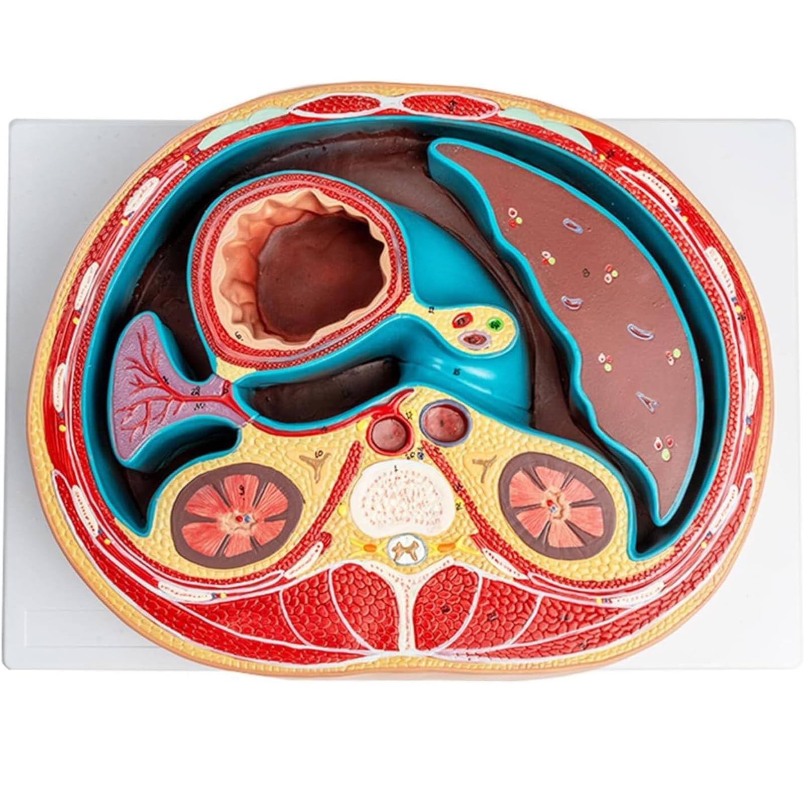 YNIYUJKL Anatomical Abdominal Cavity Model - Life Size Transverse Section Model For Education Study Of Thoracic Spine, Liver, Intestines, And Muscles