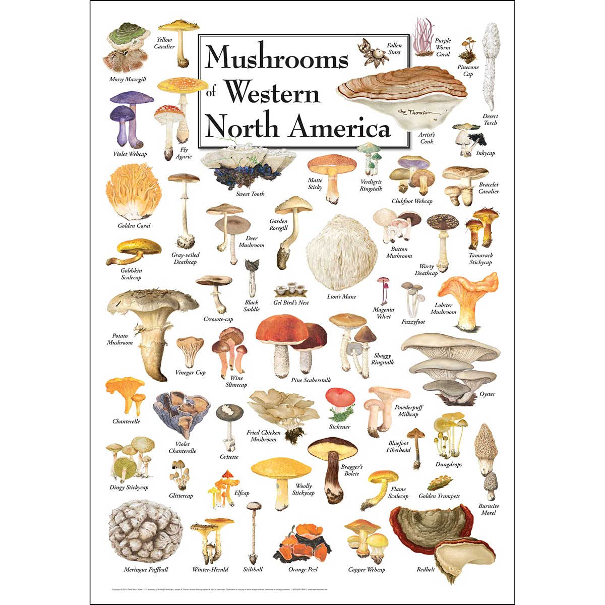 北米キノコ図鑑 Mushrooms of North America Amazon.com: Earth Sky + Water - Mushrooms of Western North America