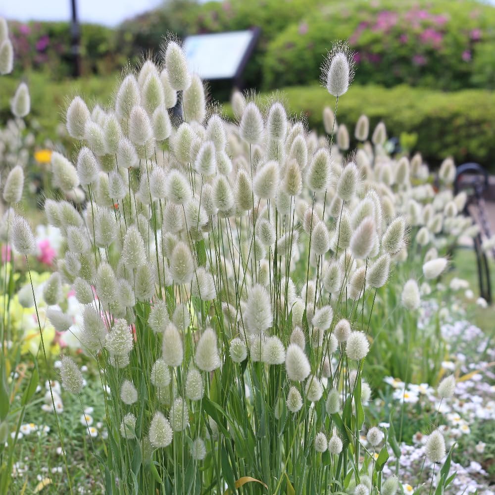 Bunny Tails Ornamental Grass Plug Plants Lagurus Ovatus (3) 3 3 3 3 3