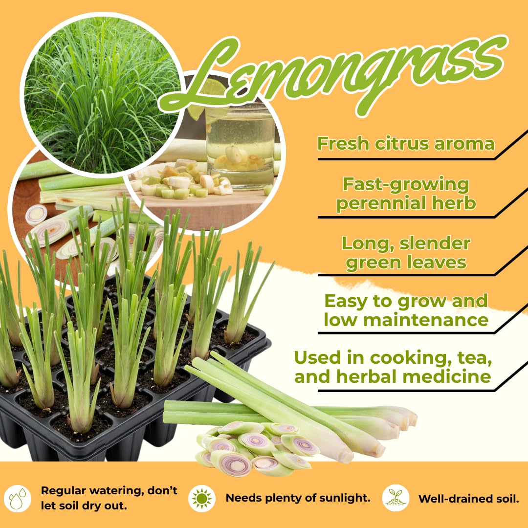 Amazon.com : Sets 5 Herb Lemon Grass Live Plants, Rooted Lemongrass Stalks  Lemongrass Plantsfor Planting, Indoor Outdoor : Patio, Lawn & Garden