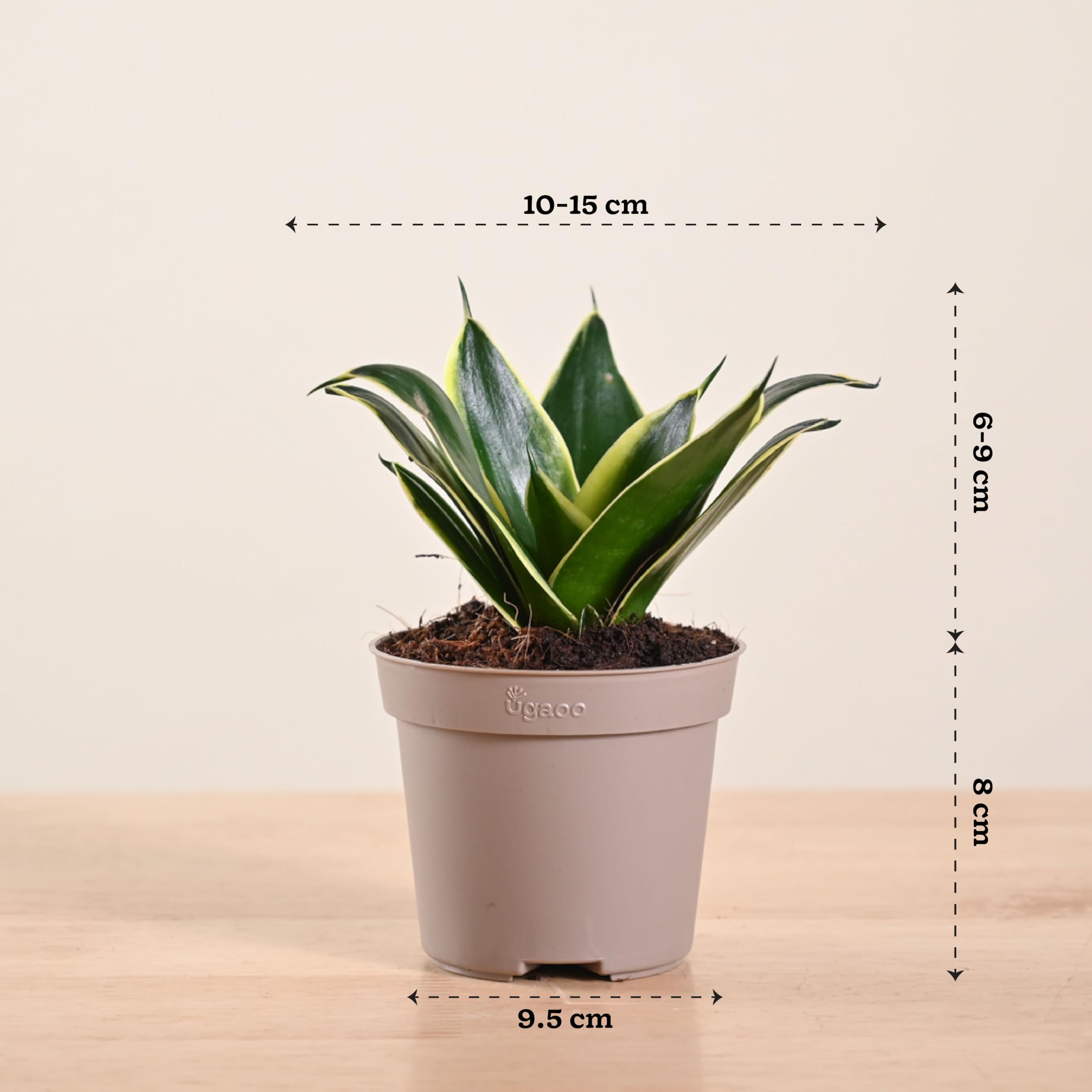 Ugaoo Golden Hahnii Snake Plant - Live & Easy Care -8 Ugaoo Golden Hahnii Snake Plant - Live & Easy Care -8