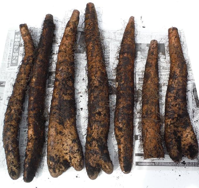 Amazon 長芋 青森県産 冬越し 春堀り 土付き 訳あり 9kg めときの農家 西野悠 野菜 通販