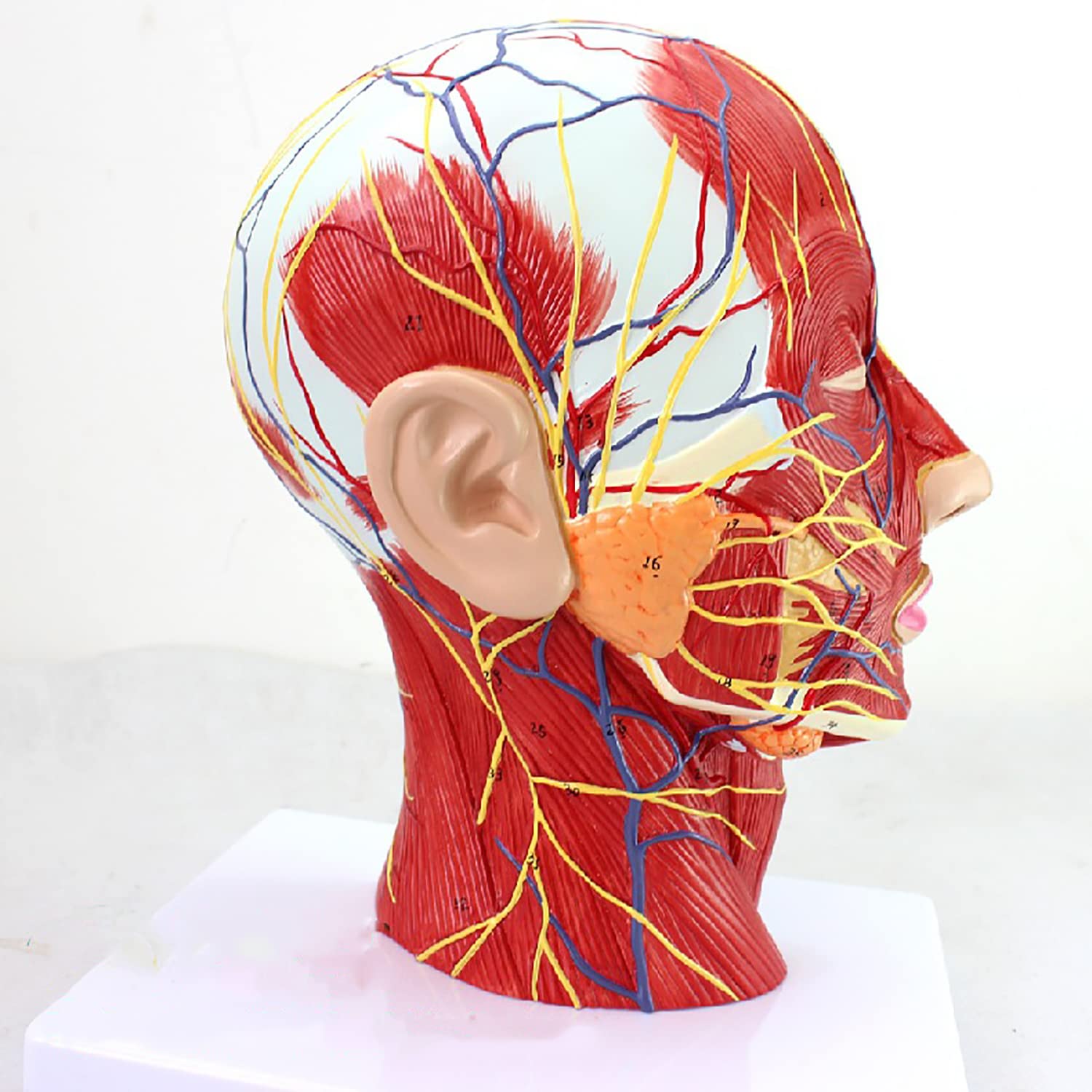 Buy JYKCBP Superficial Neurovascular Model Of Head, Median Sagittal