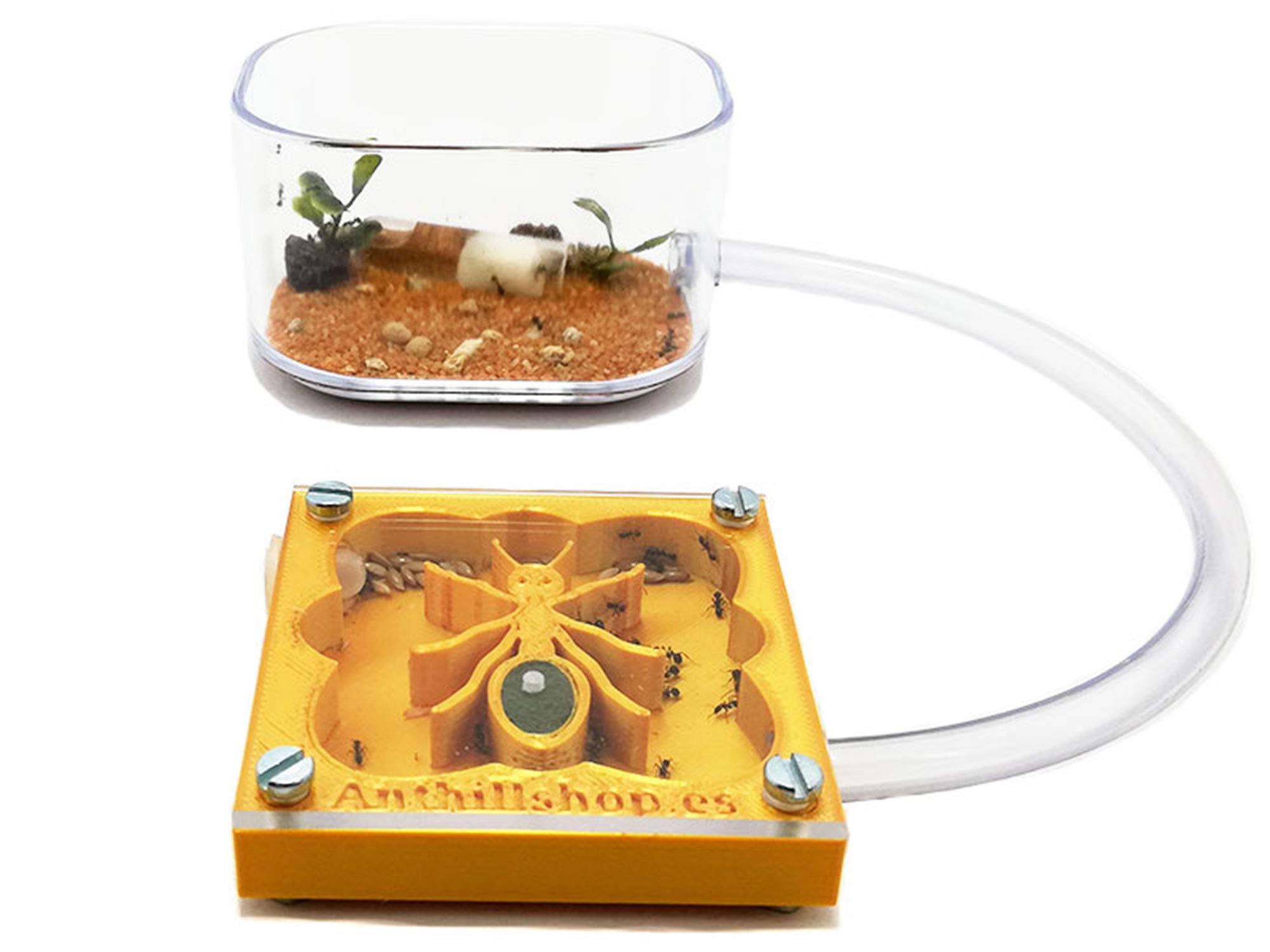 Fourmilières 3D 7 x 7, design fourmi éducatif, couleur or avec boîte de fourmis