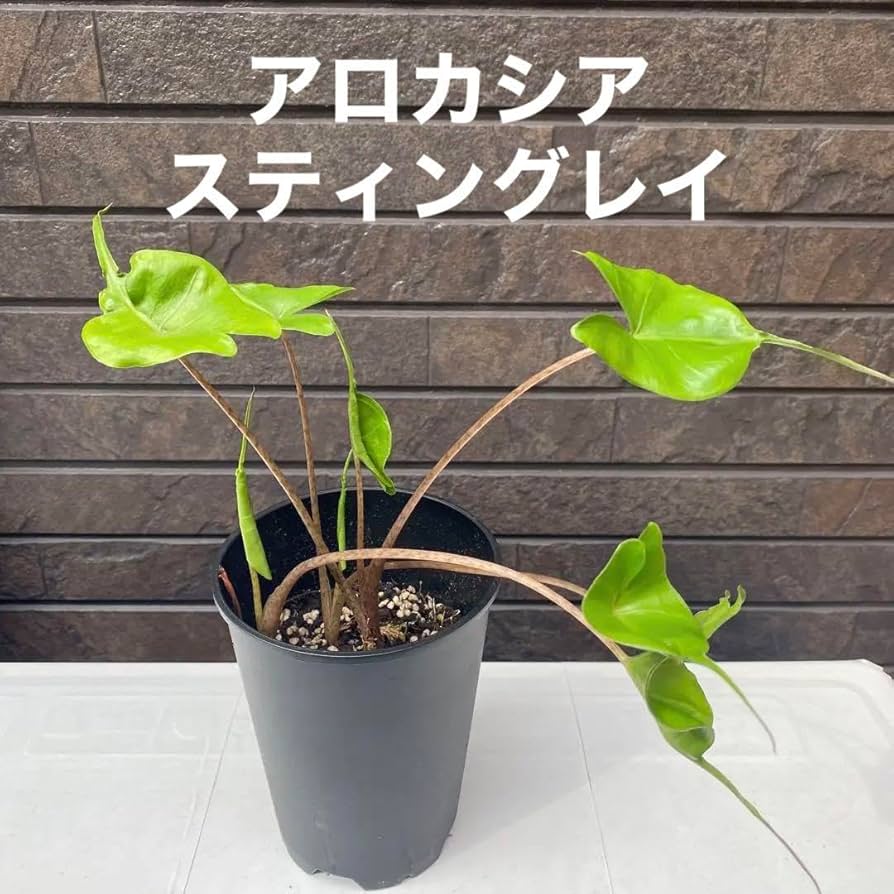 Amazon.co.jp: 観葉植物 希 アロカシア・スティングレイ ② MWNSQ Amazon.co.jp: 観葉植物 希 アロカシア・スティングレイ ② MWNSQ
