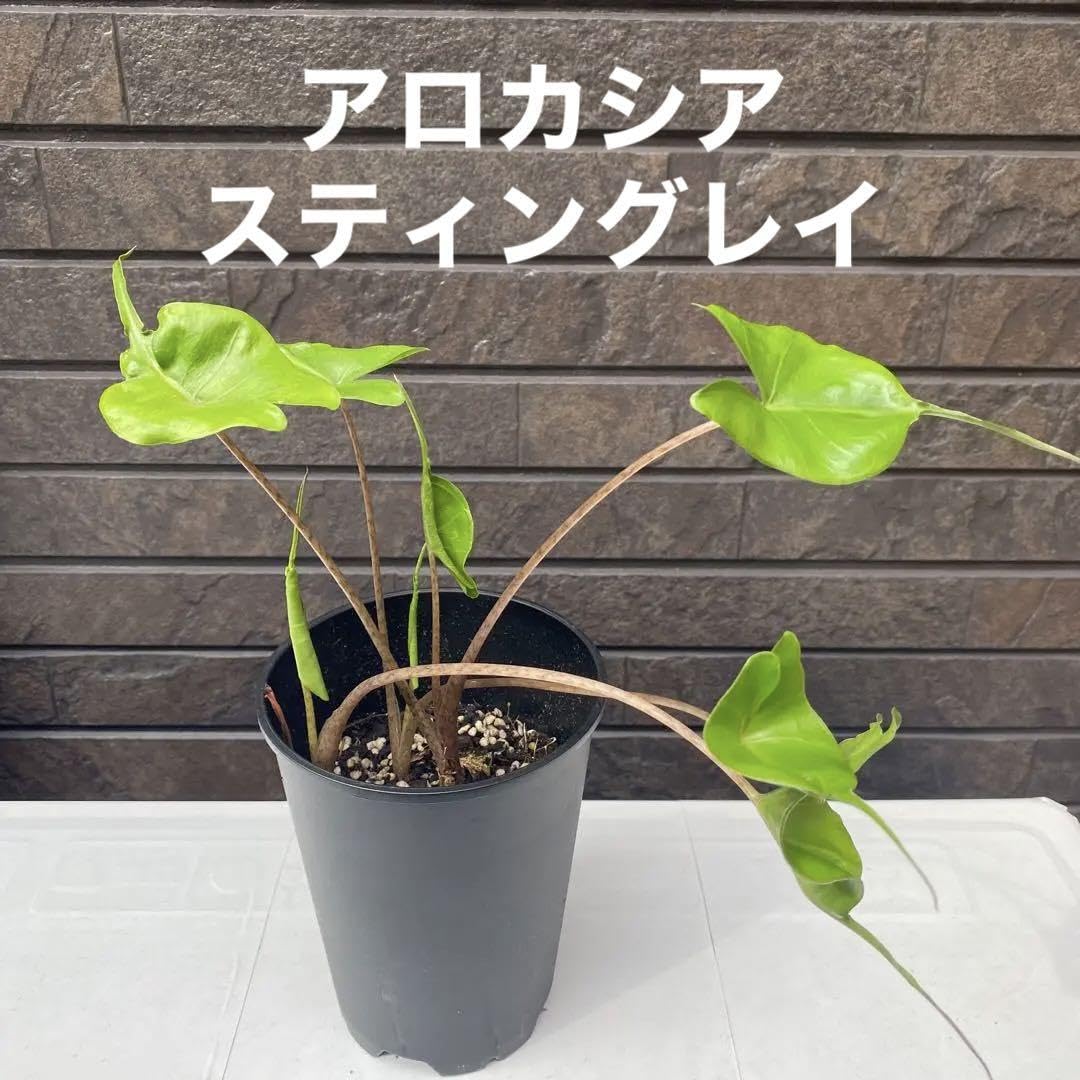 Amazon.co.jp: 観葉植物 希 アロカシア・スティングレイ ②