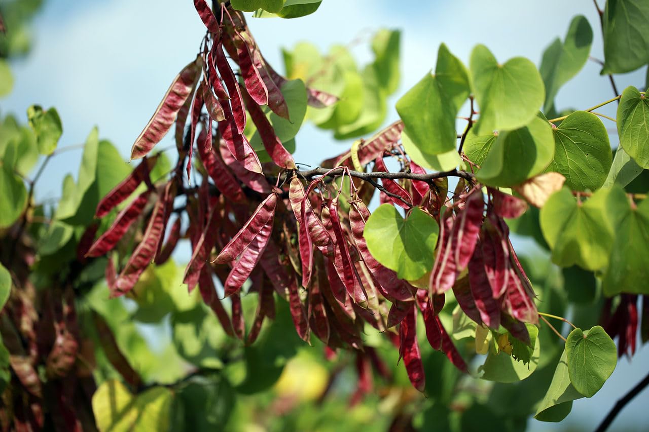 Cercis Siliquastrum Arbre de Judée 30 graines