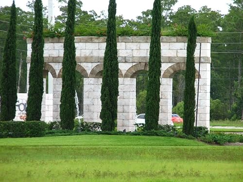 Miniatura 3 de 20 semillas de árbol de ciprés mediterráneo/pino lápiz/semillas de cedro indio