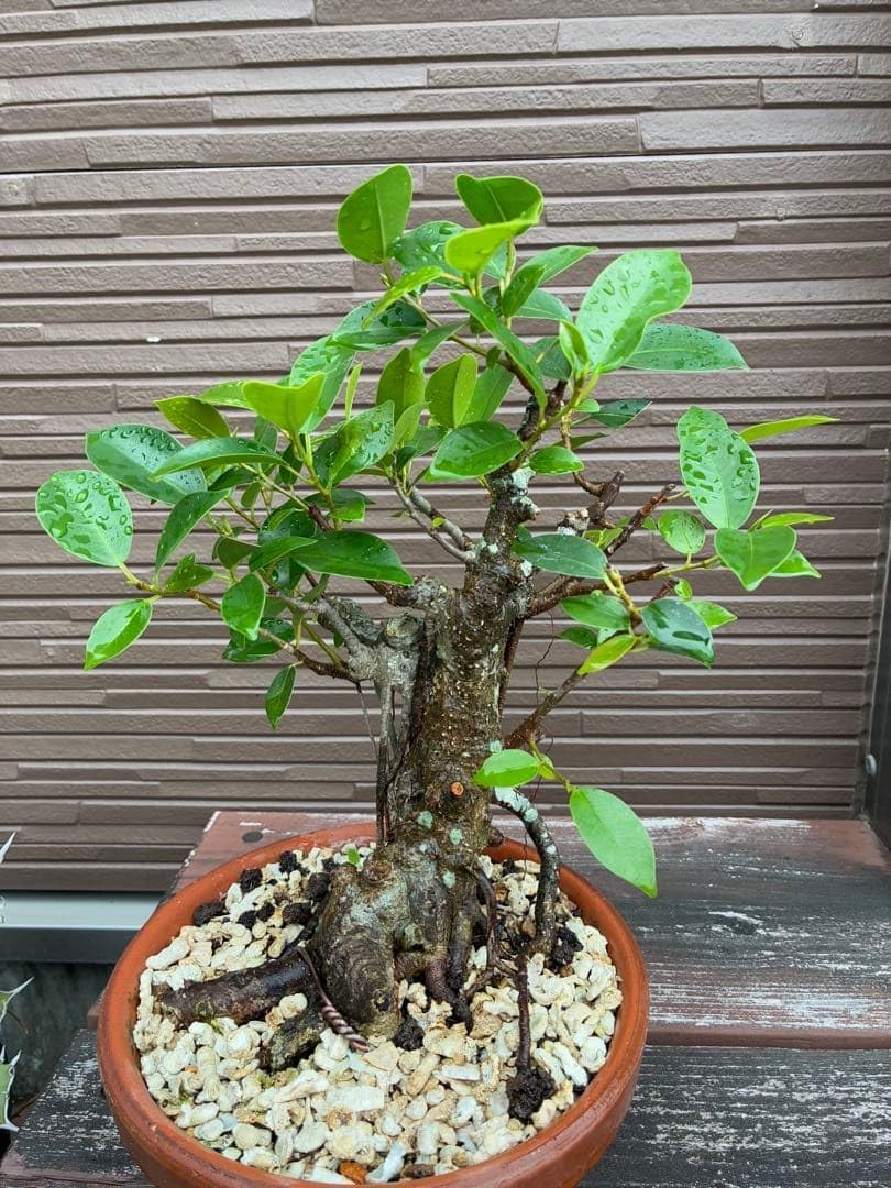 沖縄産ガジュマル盆栽 太幹 沖縄産ガジュマル盆栽 手のひらサイズ 楽天