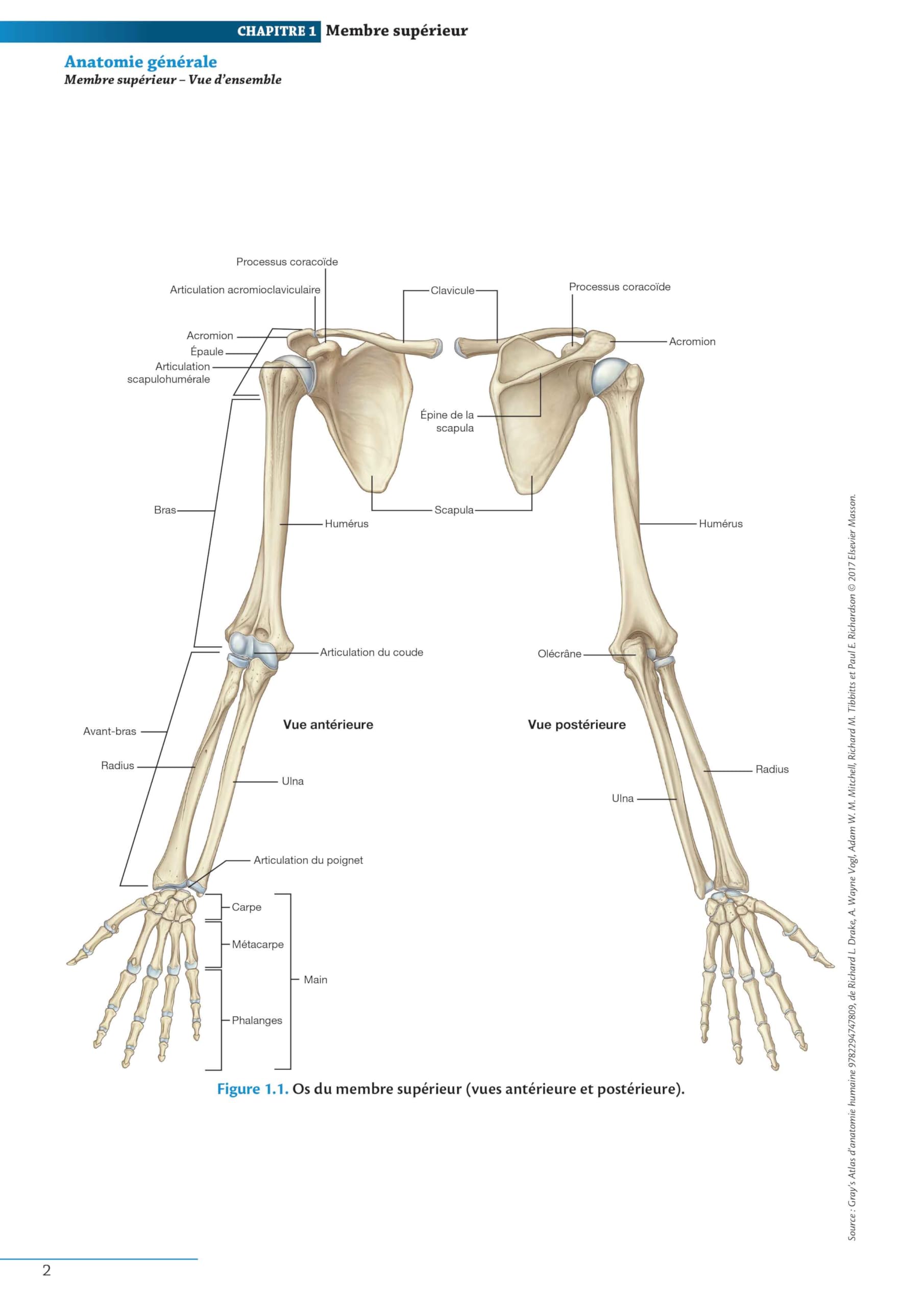 Atlas d'anatomie générale et radiologique