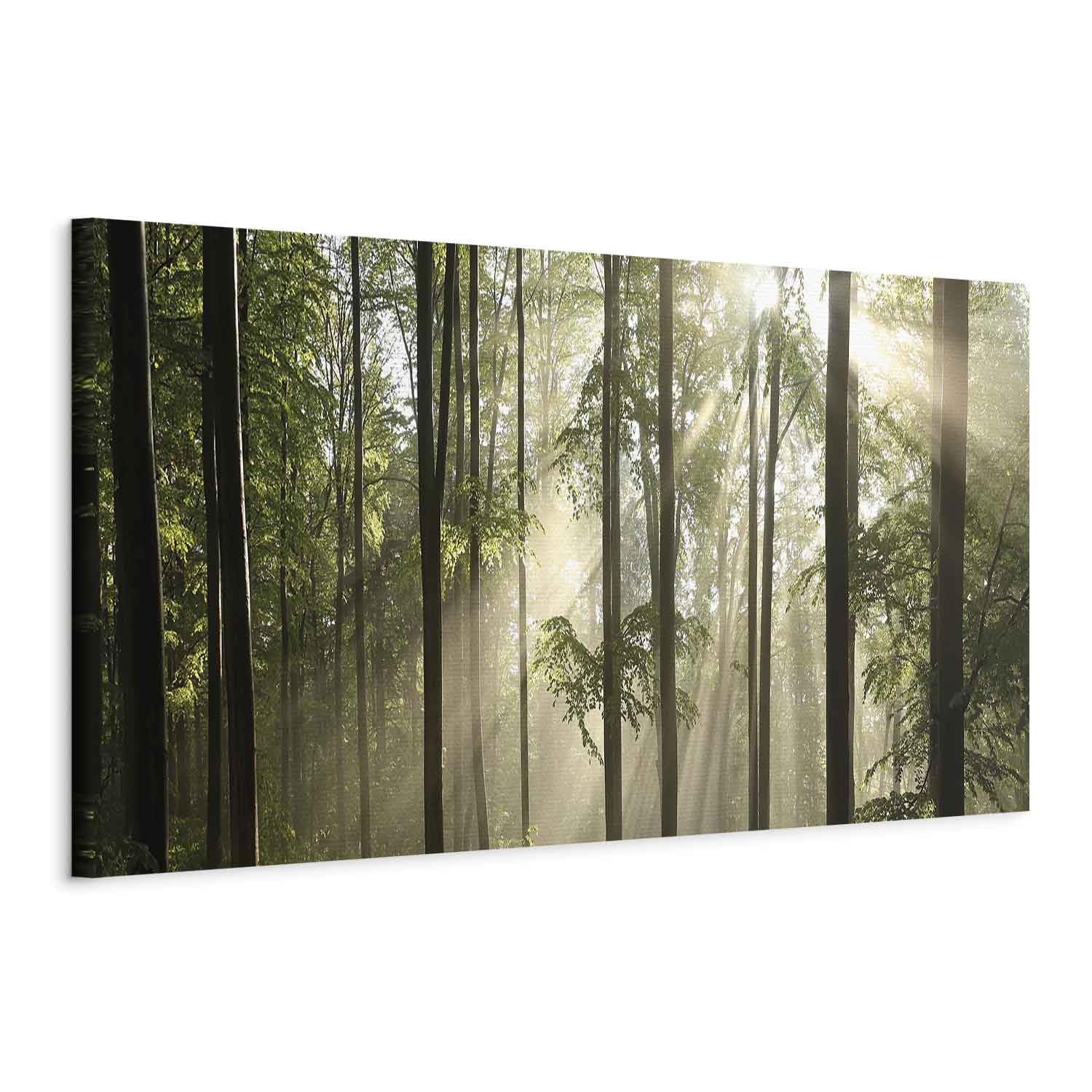 murando - Quadro Mega XXL Foresta Nebbia Luce 260x87 cm 1 Pezzo - Quadri Moderni Grandi Dimensioni Soggiorno - Stampa su Tela per un Facile Montaggio Fai Da Te Grande - Idea Regalo b-B-10454-ak-a