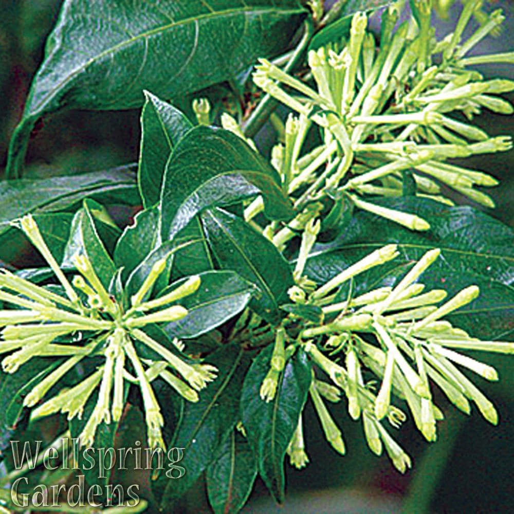 NIGHT BLOOMING JASMINE Plant Flowering Fragrant Cestrum nocturnum Jessamine