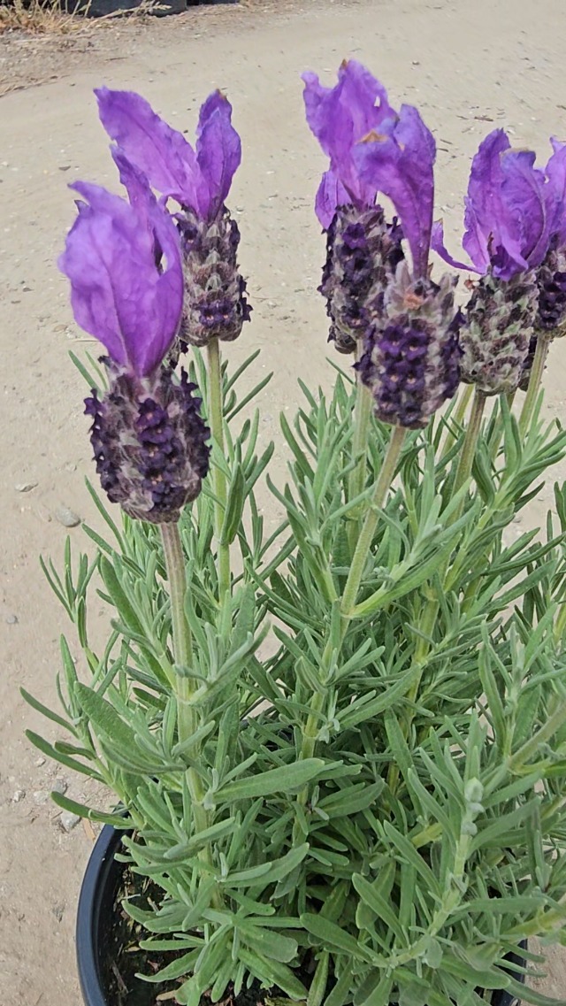 Amazon.com : Lavandula Stoechas Plant, Spanish Lavender, Potted, 10-15  inches Tall (Vibrant Purple/Pink - Spanish Lavender, 1 Gallon) : Patio,  Lawn & Garden