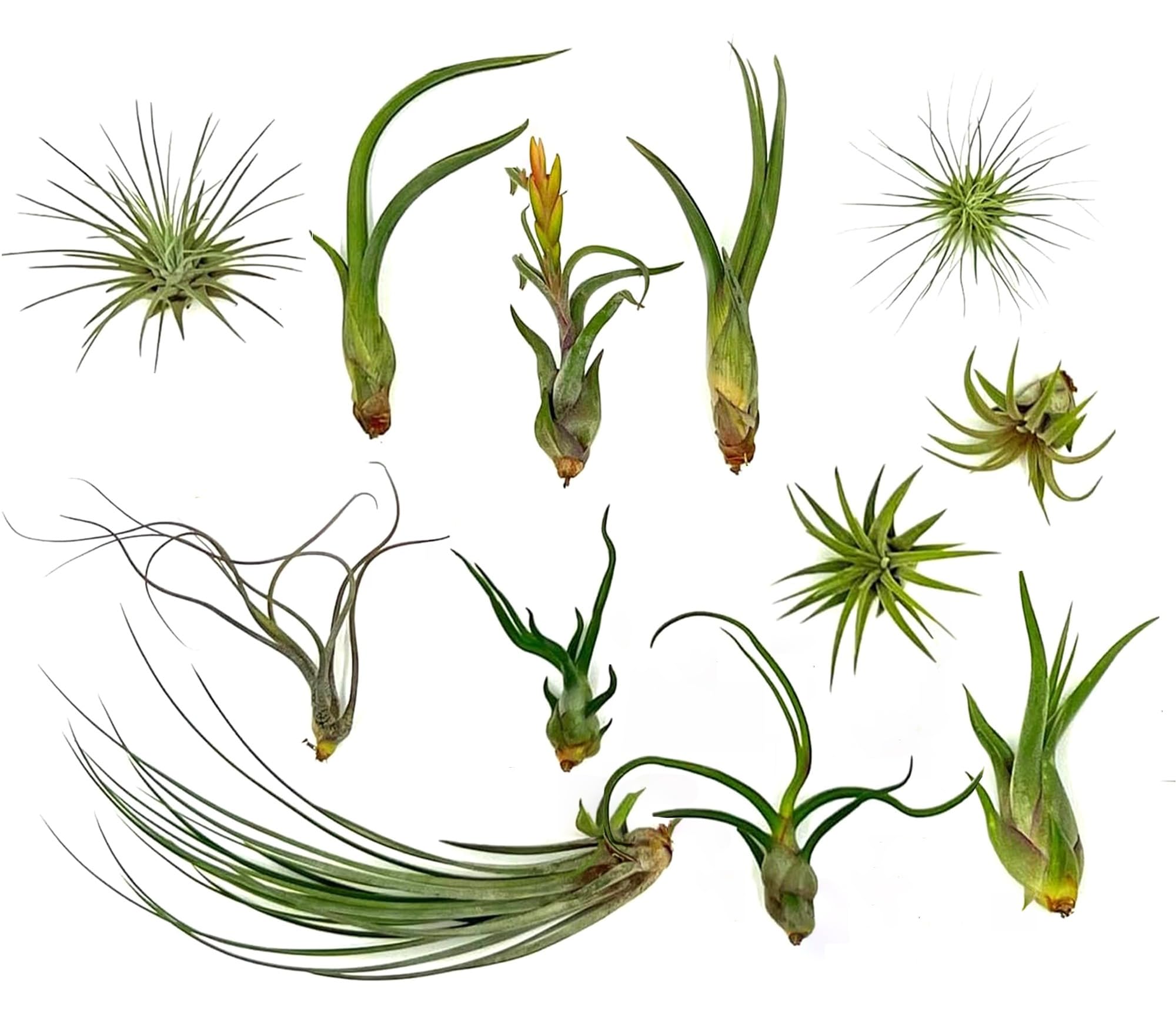 Live Air Plants - Tillandsia Variety, Regular 1-3" - 12ct - Live Arrival Guaranteed, House Plants for Home Decor & Gift
