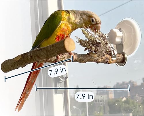 Miniatura 3 de Soporte portátil para percas para pájaros, madera de manzana natural en forma de T con ventosa de agarre al vacío para ventanas, azulejos planos,