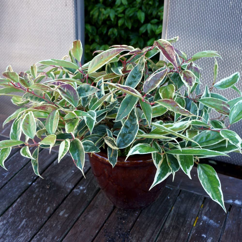 Leucothoe fontanesiana 'Whitewater' Evergreen Hardy Shrub White Flowers Variegated Foliage Low-Maintenance Easy to Grow Plants 1 x 3.6-Litre by Thompson and Morgan